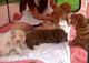 Chino Shar-Pei cachorros para la venta - Foto 1