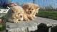 Chow chow cachorros para su adopción - Foto 1