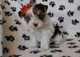Concillatory yorkie puppies available now