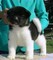 Cute akita cachorros para la adopción