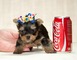 Cute Male And Female Yorkie Puppies For Adoption - Foto 1