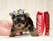 Cute male and female yorkie puppies for adoption