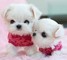 Cute maltese puppies, 10 semanas de edad