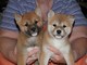 Cute shiba inu puppies for adoption they are very healthy with