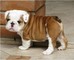 Cute y adorables cachorros bulldog inglés para la adopción