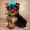Cute yorkshire terrier puppies ready for new homes