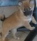 De raza Shiba Inu cachorros para adopción - Foto 1