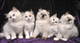 Disponemos de gatitos de la raza ragdoll