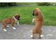 Dos cachorros amistosos del boxeador disponibles