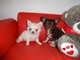 Dos impresionantes cachorros chihuahua listo para ir - Foto 1
