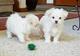 Dulce corazón juguete maltés cachorros disponibles - Foto 1