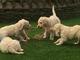 Dulce golden doodle cachorros necesitan un nuevo hogar