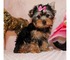 Encantador-asombroso yorkshire terrier