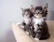 Encantadoras maine coon