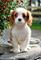 Encantadores Cachorros Cavalier King Charles, - Foto 1