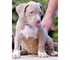Encantadores cachorros de Pit Bull Terrier, - Foto 1