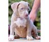 Encantadores cachorros de pit bull terrier,