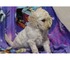 Estándar de los perritos de Goldendoodle para la venta - Foto 1