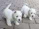 Excelente macho y hembra Westie cachorros listo - Foto 1