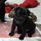 Excelente pug cachorros disponibles para la venta - Foto 1