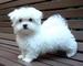Filhotes de cachorro bonitos de Bichon malteses disponíveis para - Foto 1