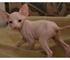 Gatitos de Sphynx completamente calvos para la adopcion - Foto 1