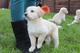 Golden retriever cachorros.