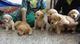 Golden retriever cachorros para su adopción