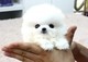 Gorgeous pomeranian pups disponible