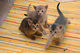 Gratis abisinios gatitos disponibles