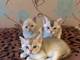 Gratis asiático gatos lista - Foto 1