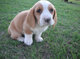 Gratis basset hound cachorro lista