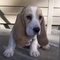 Gratis basset hound cachorros disponibles