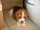 Gratis beagle cachorros disponibles