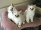 Gratis birman gatito disponibles - Foto 1