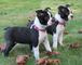 Gratis boston terrier cachorro lista