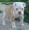Gratis bulldog americano cachorro lista