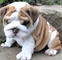 Gratis bulldog inglés cachorro lista