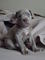 Gratis Cachorros americanos mastiff bandogge cachorros lista - Foto 1