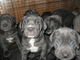 Gratis cane corso cachorros disponibles