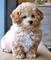 Gratis caniche miniatura cachorro lista