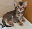 Gratis Cornish rex gatito lista - Foto 1