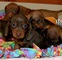 Gratis Dachshund miniatura cachorro lista - Foto 1