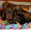 Gratis dachshund miniatura cachorro lista