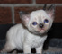 Gratis Devon rex gatitos disponibles - Foto 1