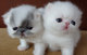 Gratis exóticos gatitos disponibles - Foto 1