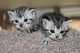 Gratis gatitos americanos del shorthair disponibles