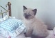 Gratis gatitos balineses disponibles
