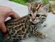 Gratis gatitos de bengala disponibles