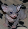 Gratis gatitos de sphynx disponibles